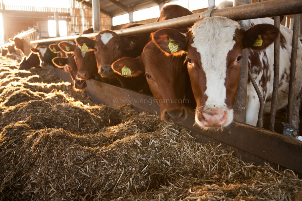 JE_61847, Kor som äter ensilage i ligghall, Jonas Engström