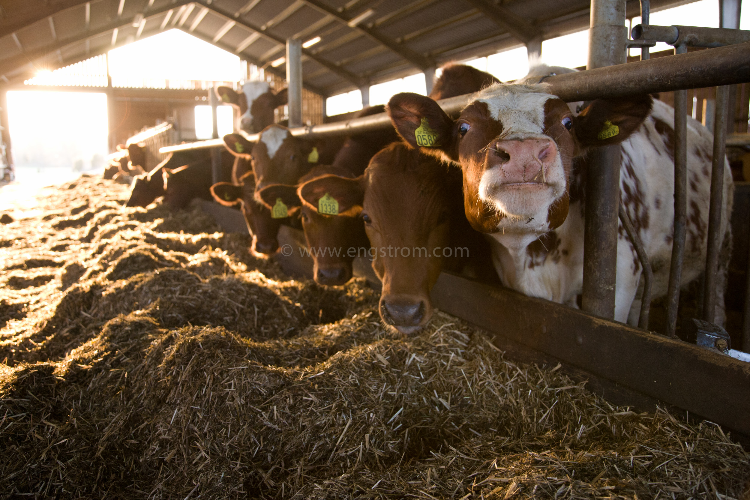 JE_61849, Kor som äter ensilage i ligghall, Jonas Engström