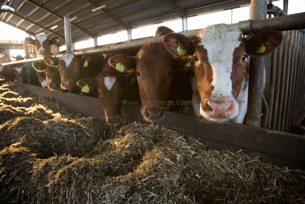 JE_61851, Kor som äter ensilage i ligghall, Jonas Engström