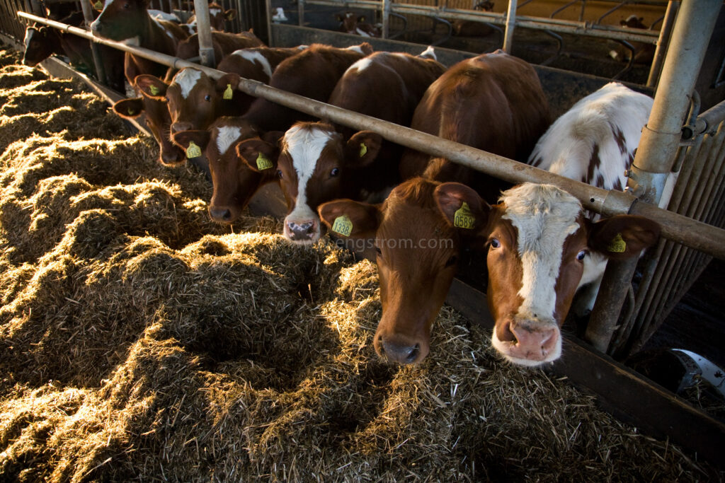 JE_61853, Kor som äter ensilage i ligghall, Jonas Engström