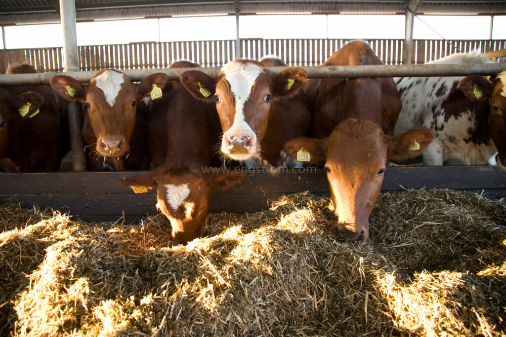 JE_61866, Kor som äter ensilage i ligghall, Jonas Engström