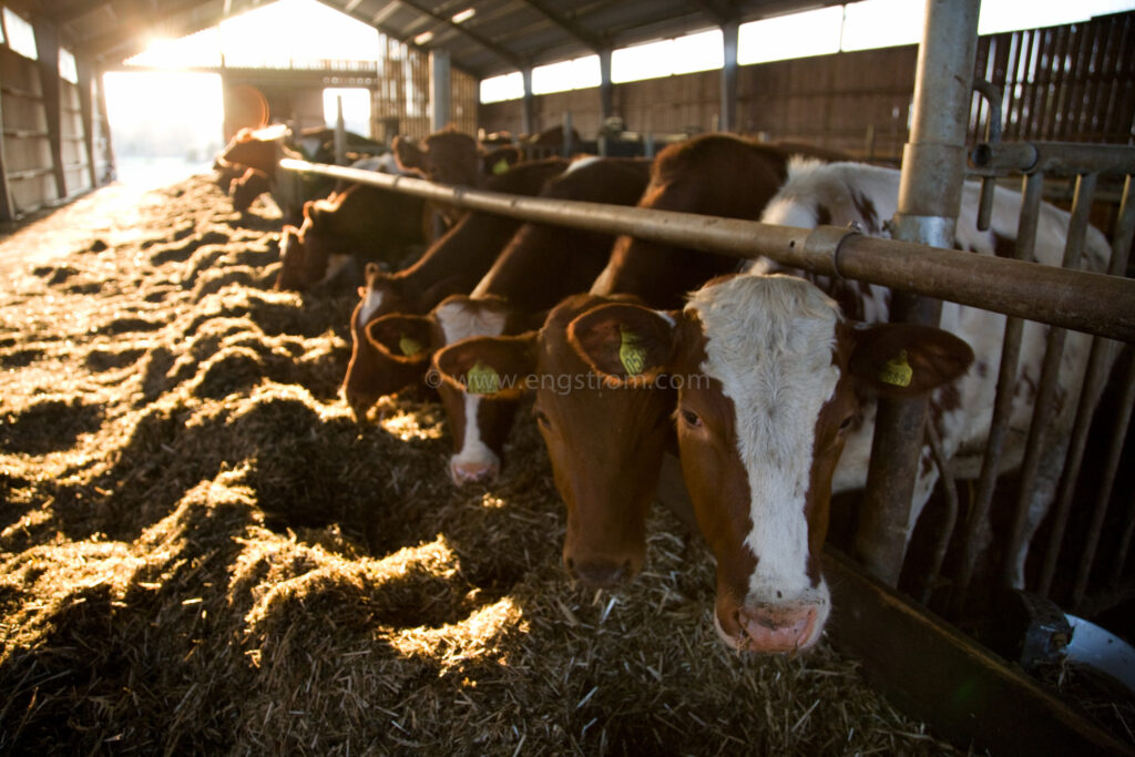 JE_61877, Kor som äter ensilage i ligghall, Jonas Engström