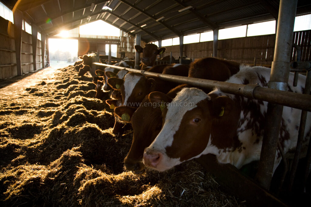 JE_61878, Kor som äter ensilage i ligghall, Jonas Engström