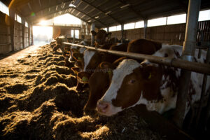 JE_61878, Kor som äter ensilage i ligghall, Jonas Engström