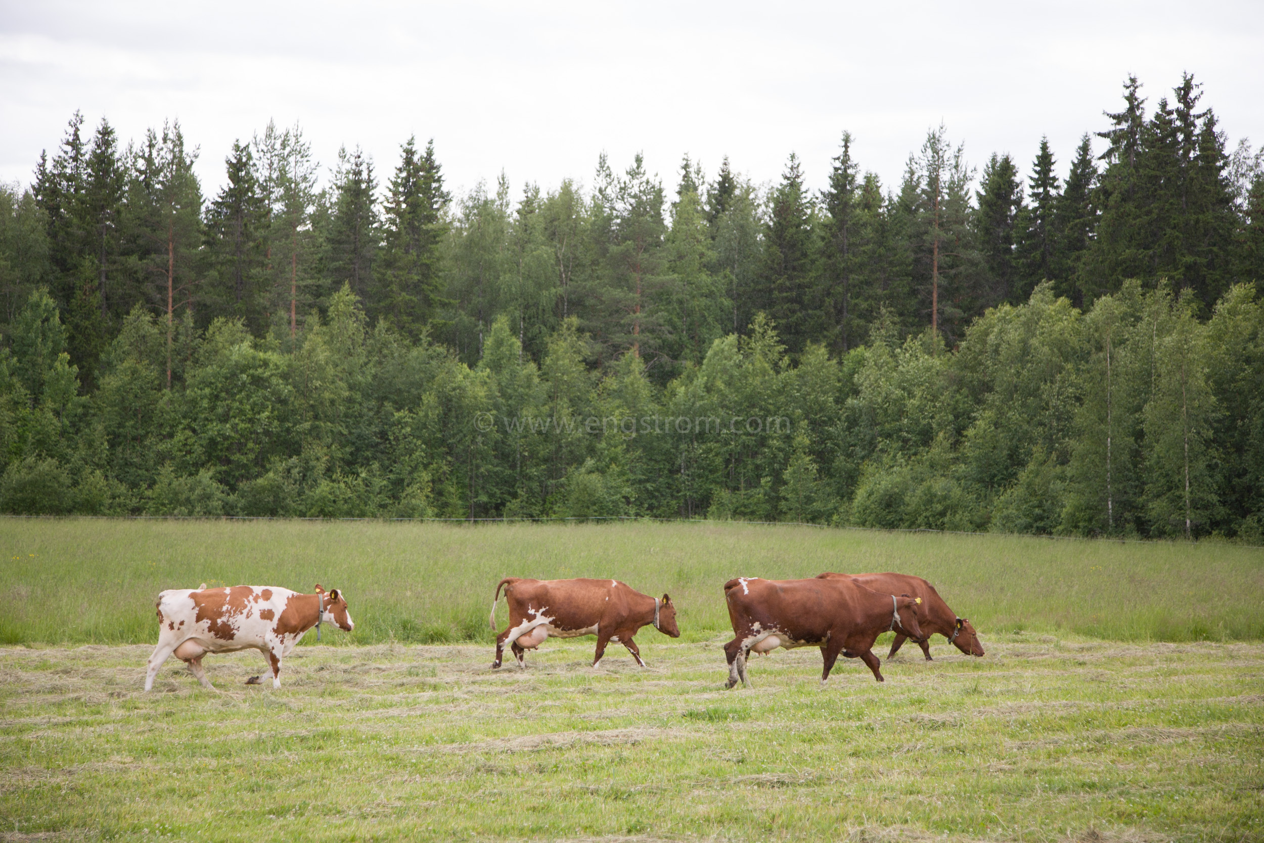 JE_64043, På väg till mjölkning, Jonas Engström