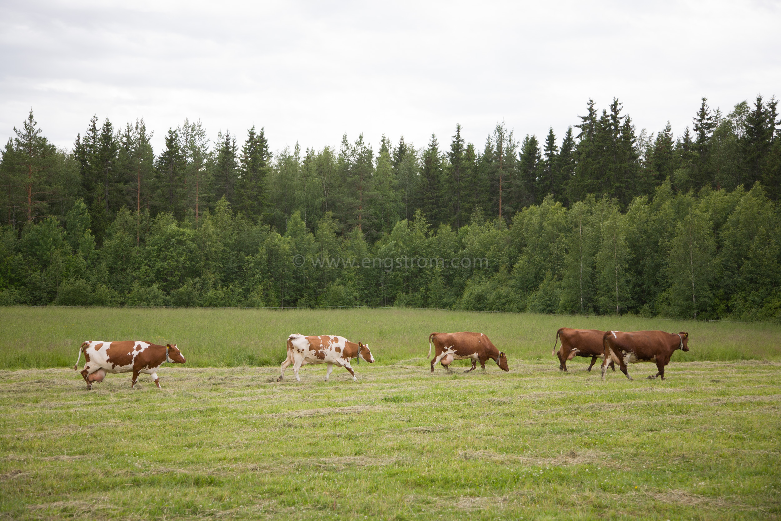 JE_64044, På väg till mjölkning, Jonas Engström