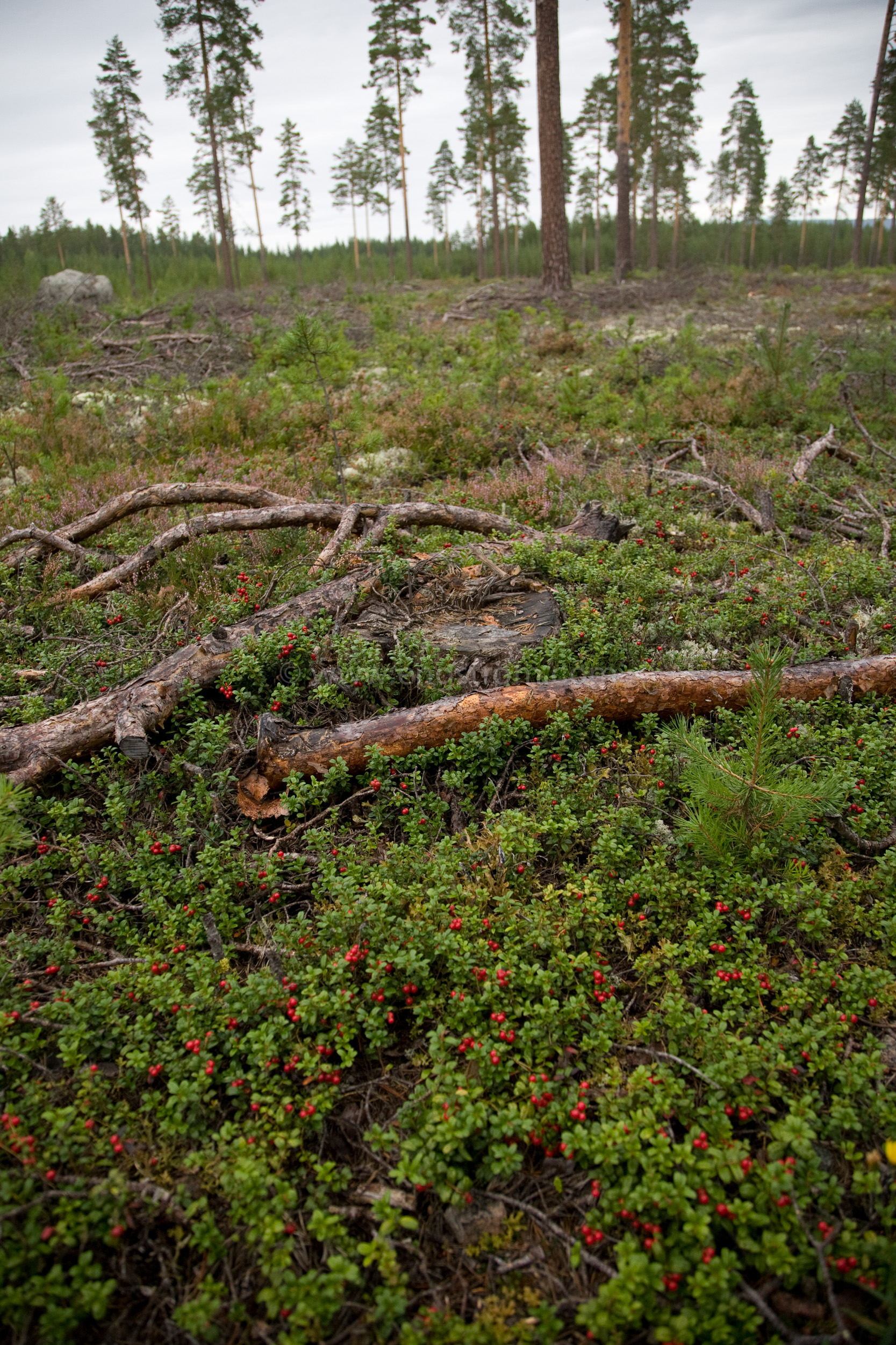 JE_66739, Plockning av lingon, Jonas Engström