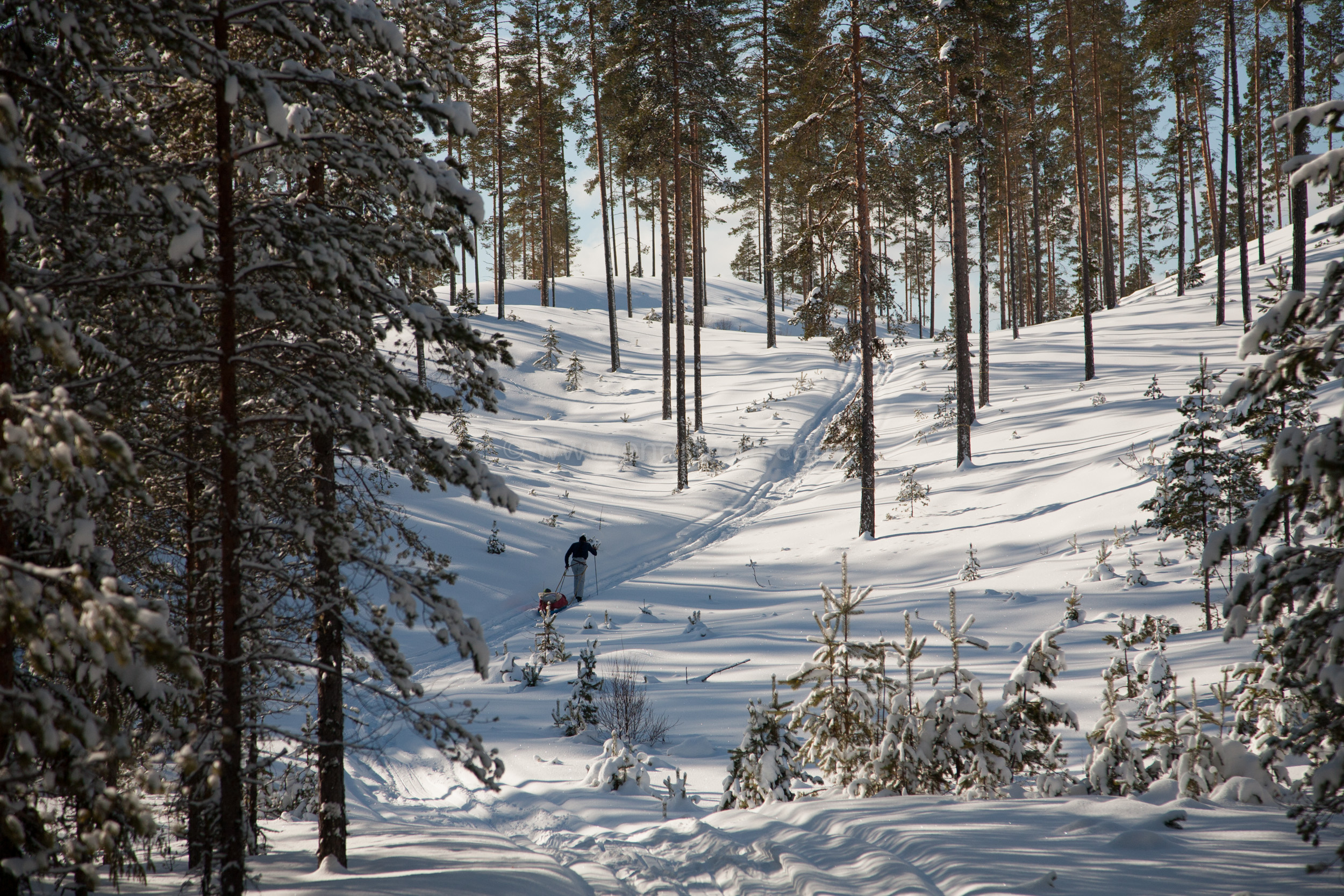 JE_72039, Skidåkning i skog i vinterskrud, Jonas Engström