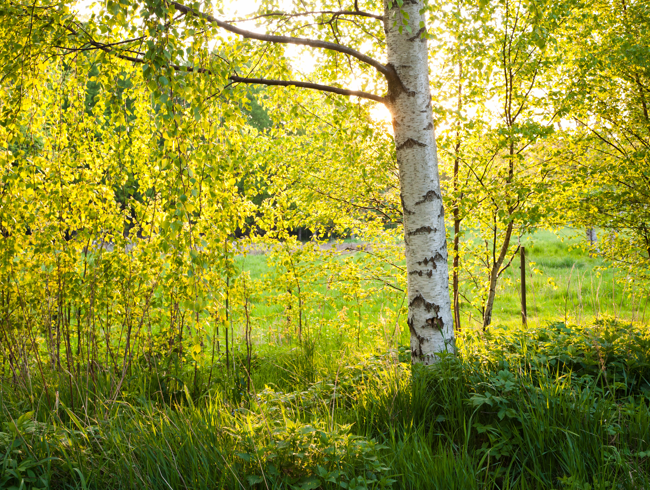 JE_73347, Solen skiner genom de nyutslagna björklöven, Jonas Engström