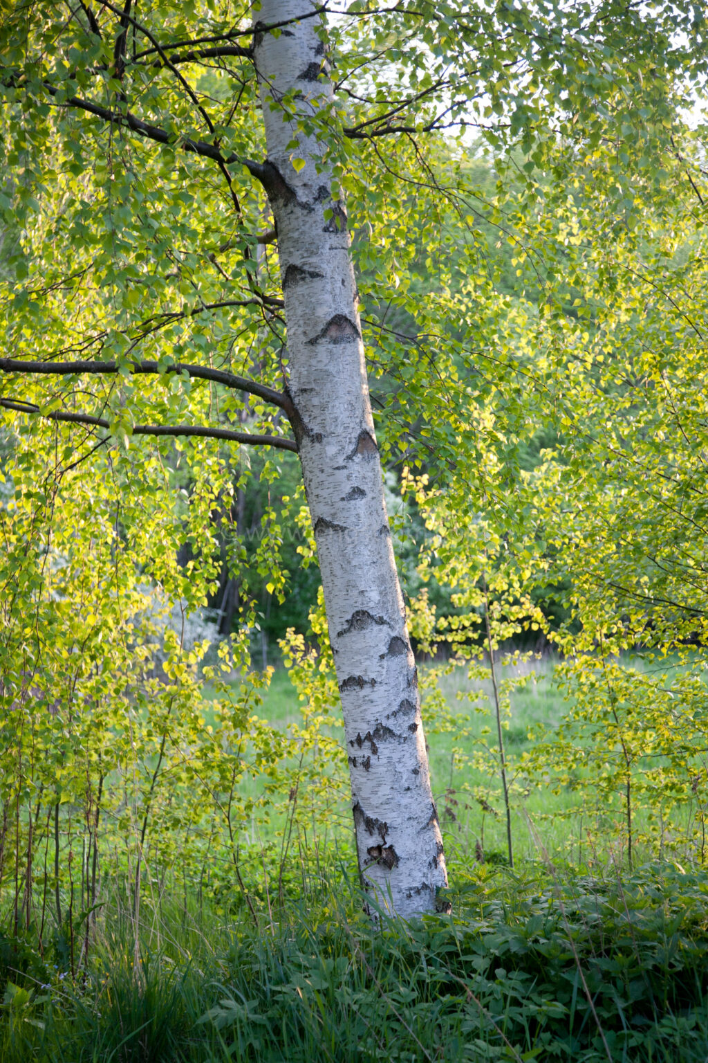 Björk – Bilder av lantbruk