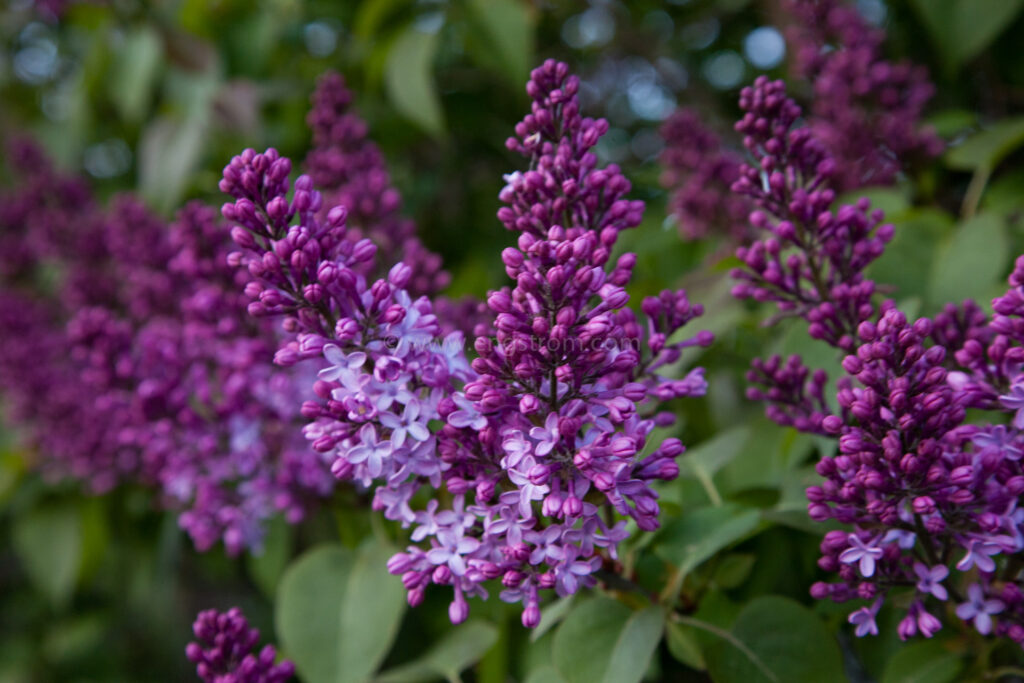 JE_73407, Blommande syrén, Jonas Engström