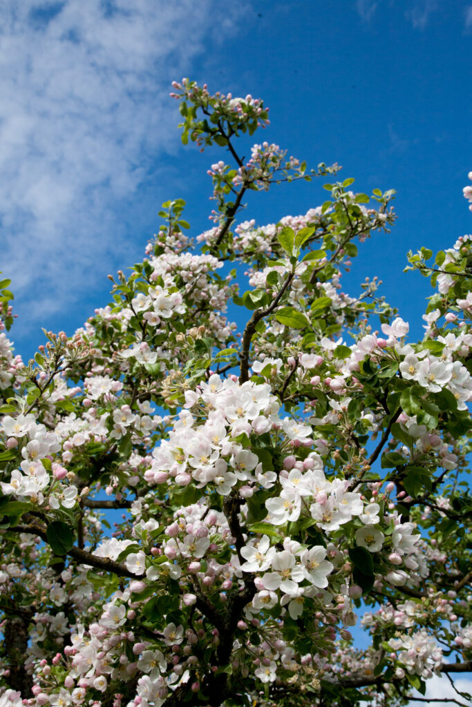 JE_73485, Blommande äppelblom, Jonas Engström