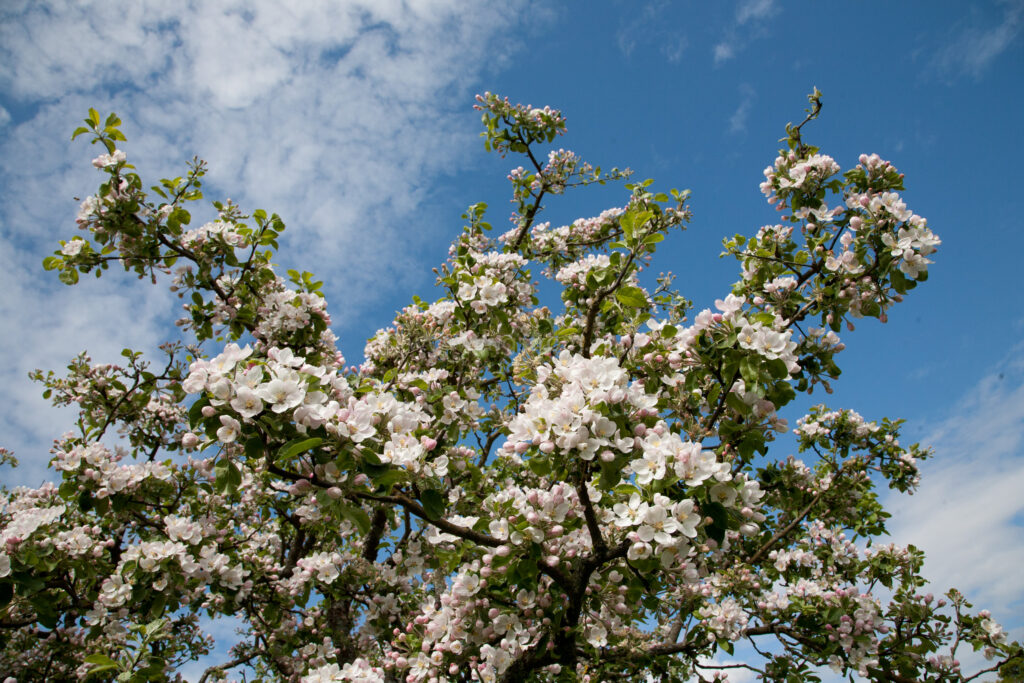 JE_73486, Blommande äppelblom, Jonas Engström