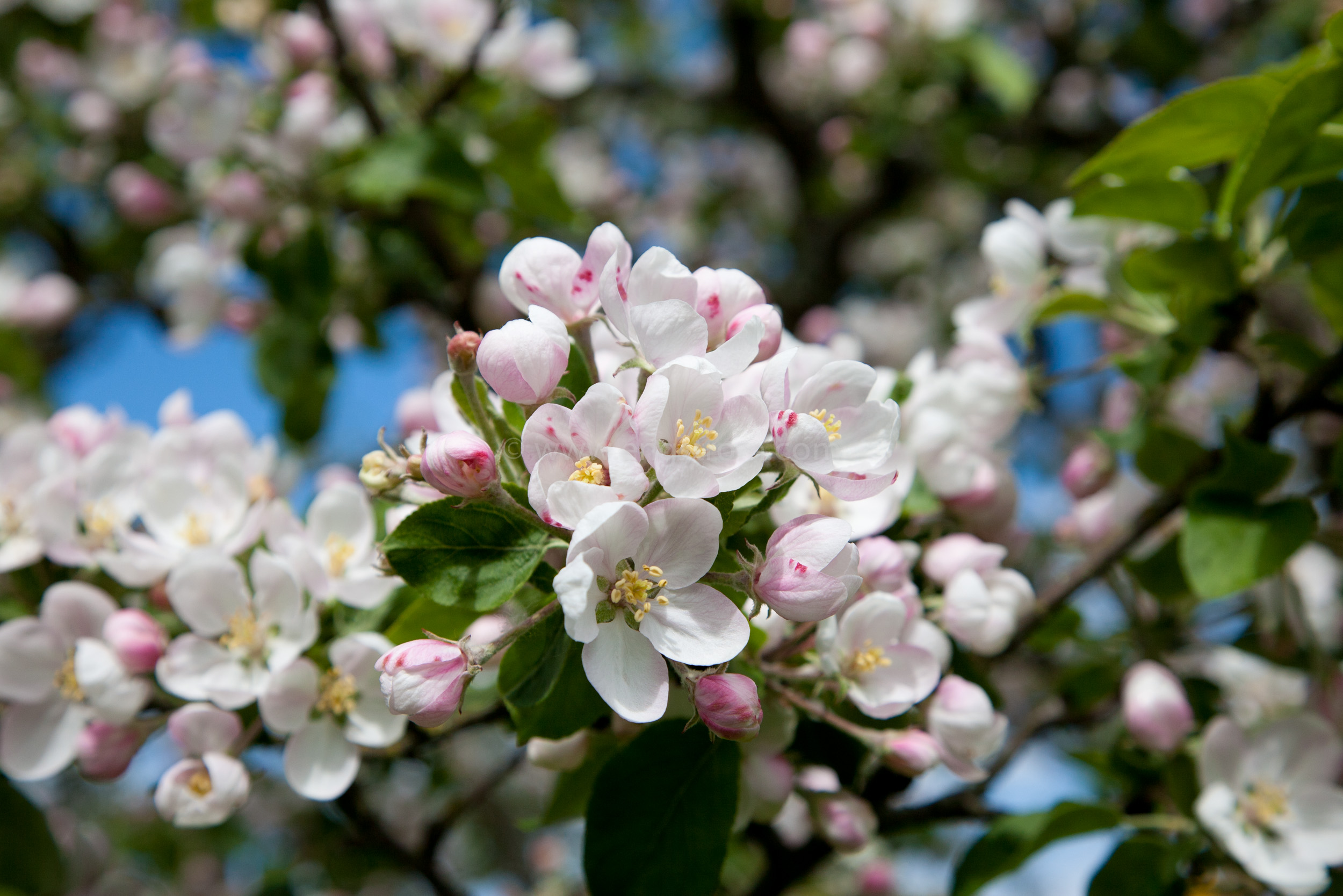 JE_73490, Blommande äppelblom, Jonas Engström