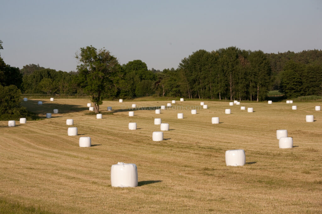 JE_74134, Rundbalar med ensilage i solnedgång, Jonas Engström