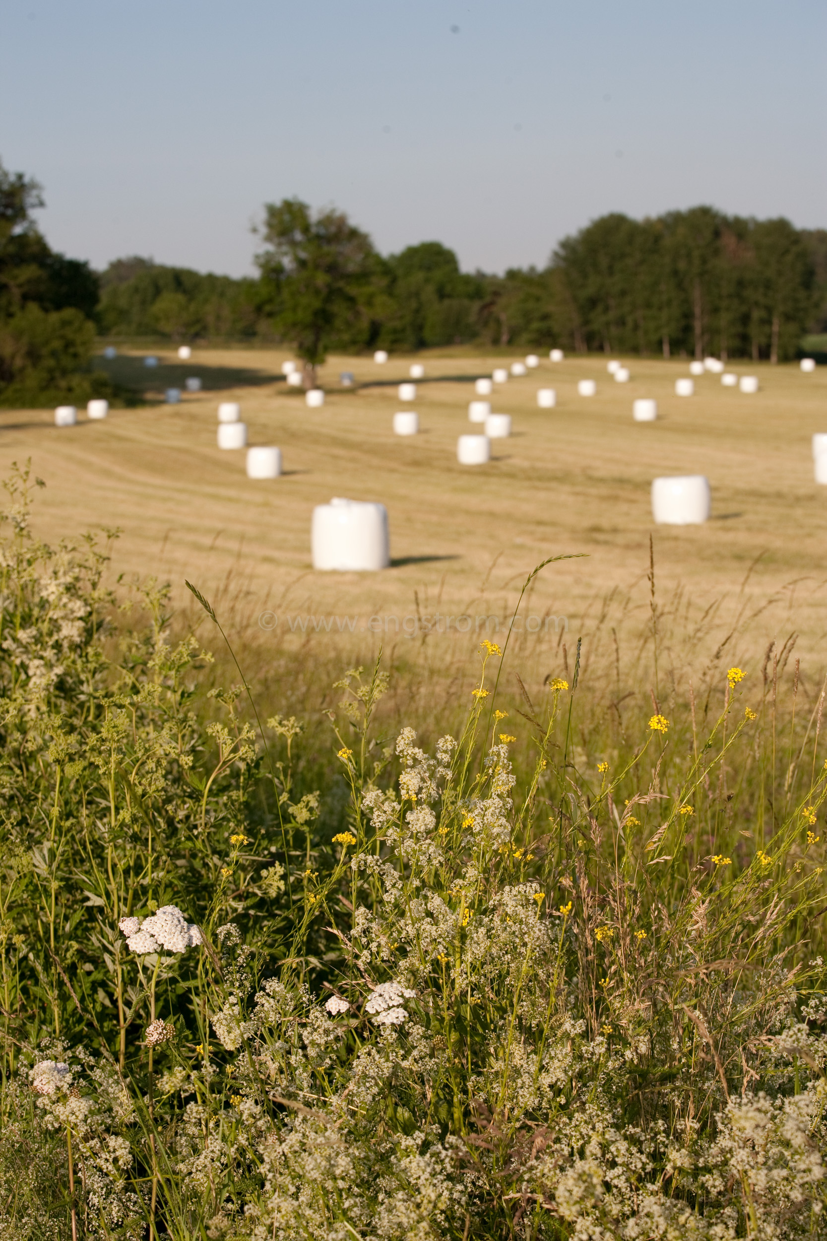 JE_74137, Rundbalar med ensilage i solnedgång, Jonas Engström