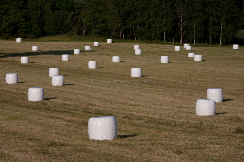 JE_74144, Rundbalar med ensilage i solnedgång, Jonas Engström