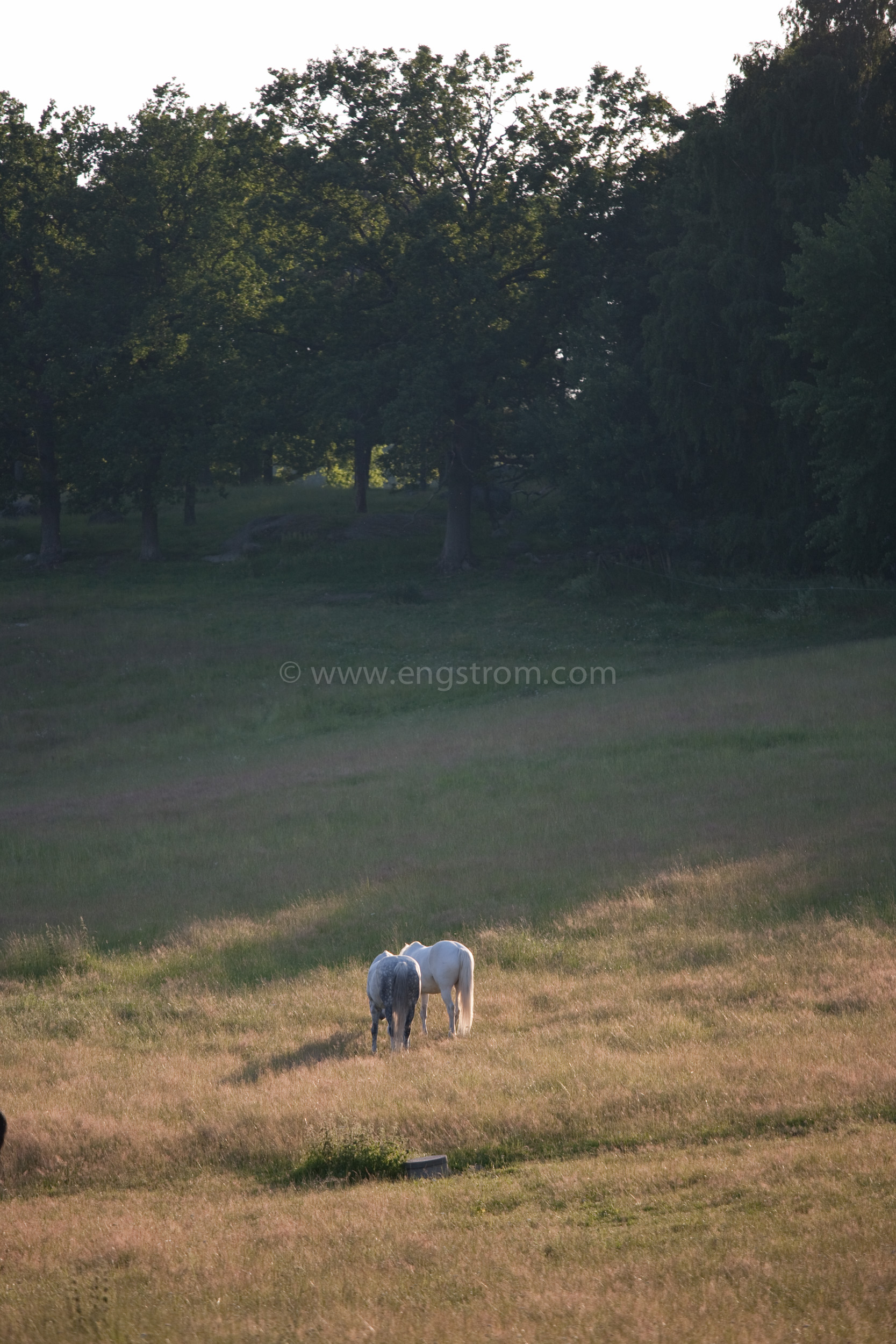 JE_74165, Häst på sommarbete, Jonas Engström