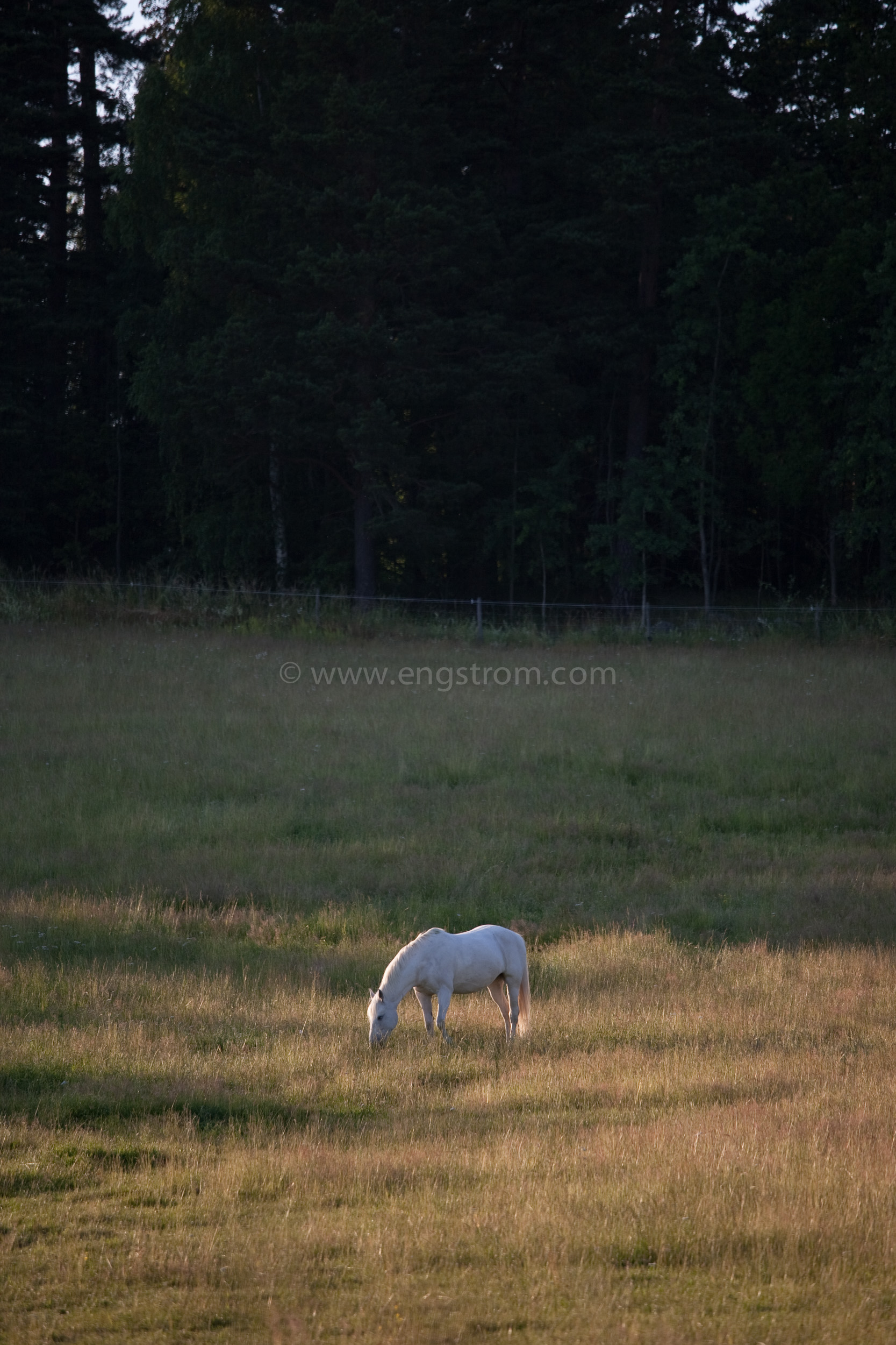 JE_74167, Häst på sommarbete, Jonas Engström