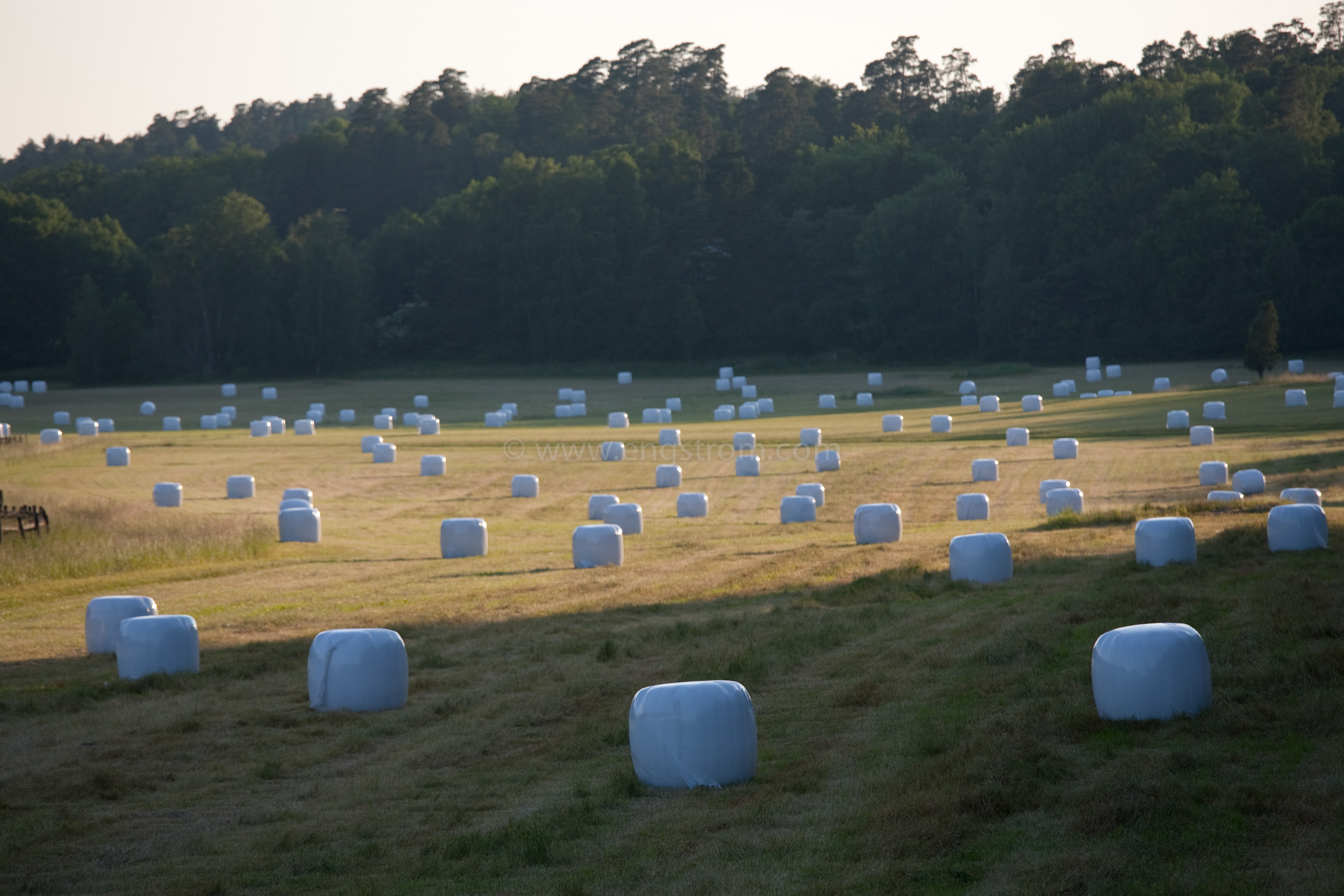 JE_74200, Rundbalar med ensilage i solnedgång, Jonas Engström