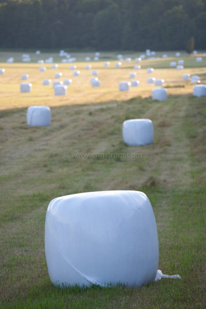 JE_74204, Rundbalar med ensilage i solnedgång, Jonas Engström