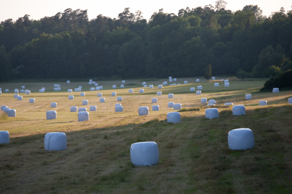 JE_74206, Rundbalar med ensilage i solnedgång, Jonas Engström