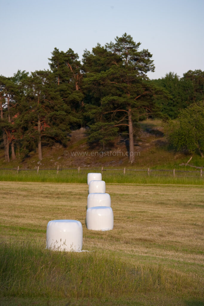 JE_74230, Rundbalar med ensilage i solnedgång, Jonas Engström