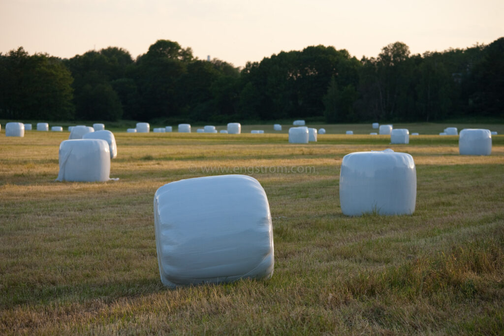 JE_74233, Rundbalar med ensilage i solnedgång, Jonas Engström