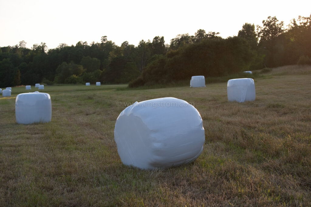 JE_74234, Rundbalar med ensilage i solnedgång, Jonas Engström