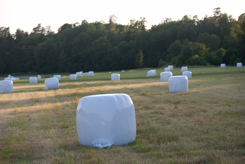 JE_74252, Rundbalar med ensilage i solnedgång, Jonas Engström