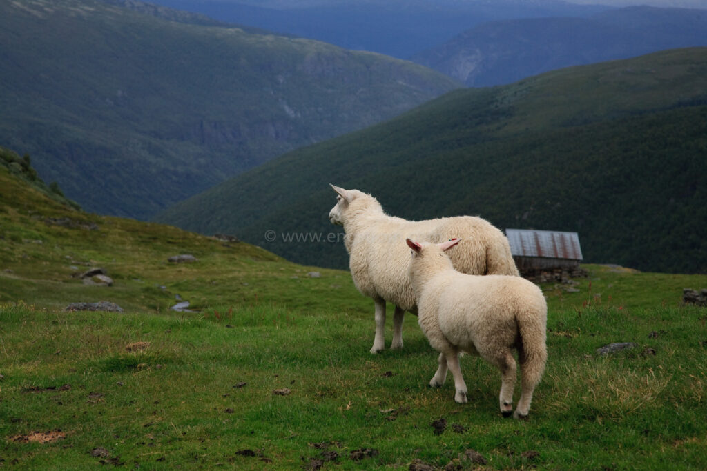 JE_80617, Får på fjället, Jonas Engström