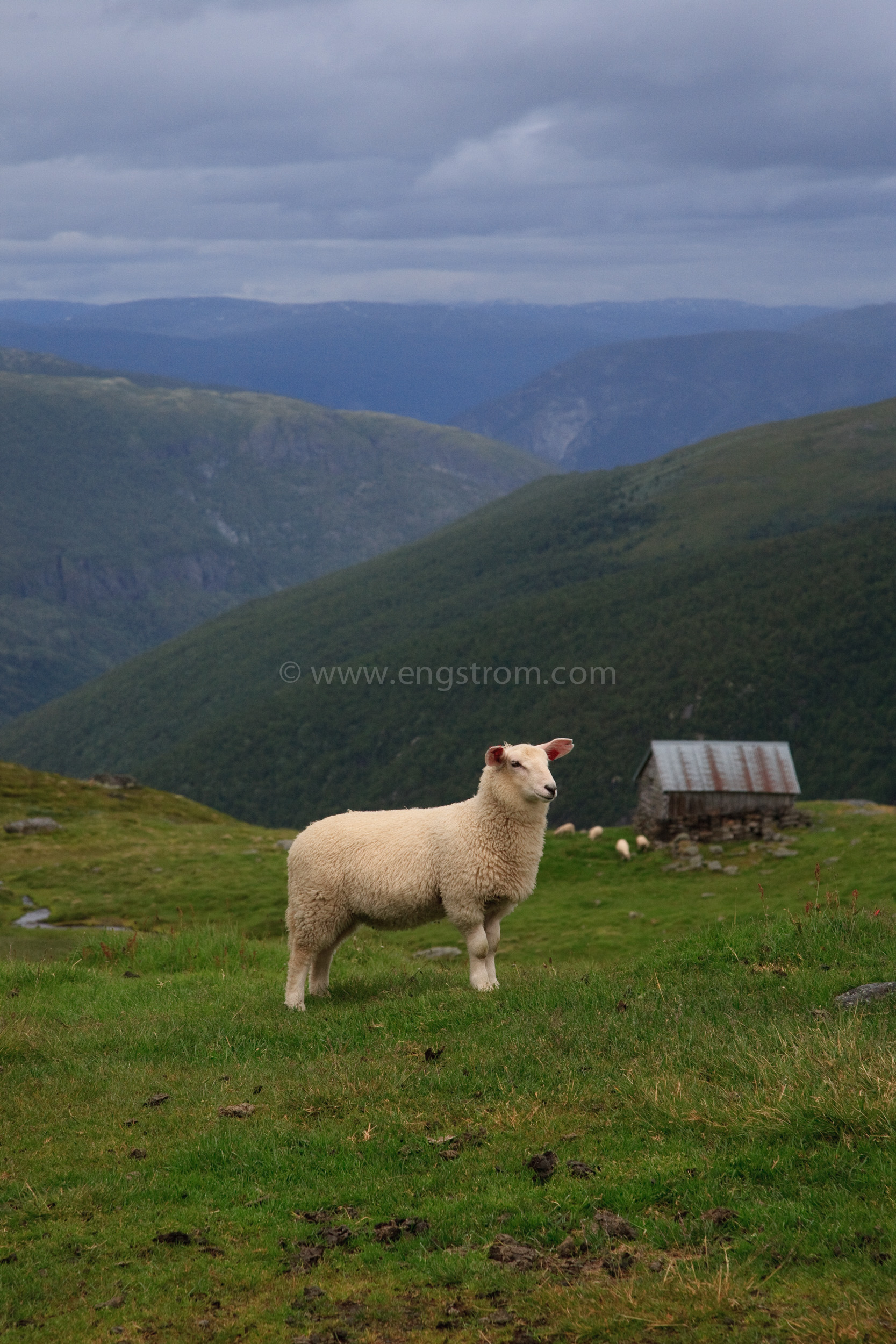 JE_80619, Får på fjället, Jonas Engström